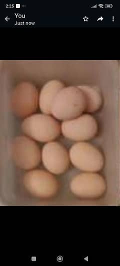 Mix Eggs Available (Sabrite White & Golden,Silki Buff,Austroplop)