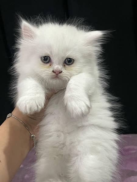 Persian cat/Persian kittens/triple coated/punch face 3
