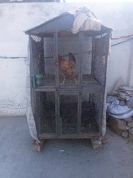 heans and cage for sale. Murgiyan 6 hazr ki aur pingra 10 hazar ka 8