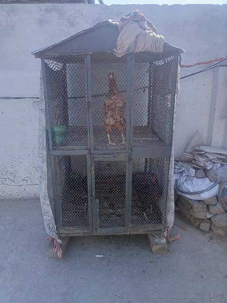 heans and cage for sale. Murgiyan 6 hazr ki aur pingra 10 hazar ka 9