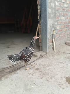 Aseel murgi for sale top quality egg laying