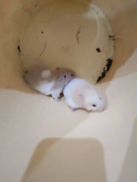 Syrian hamsters 1 breeder pair 1 adult pair 3