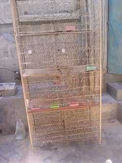 cage in parrot