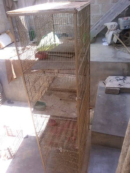 cage in parrot 1