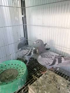 Fancy pigeons for sale