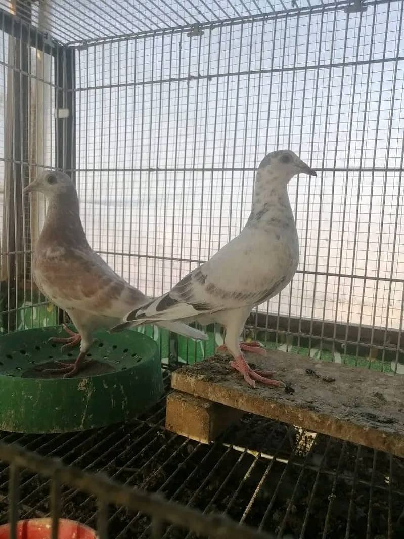 Fancy pigeons for sale 1