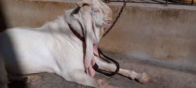 Gulabi Bakra (Goat) for sale