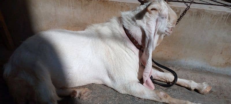 Gulabi Bakra (Goat) for sale 0