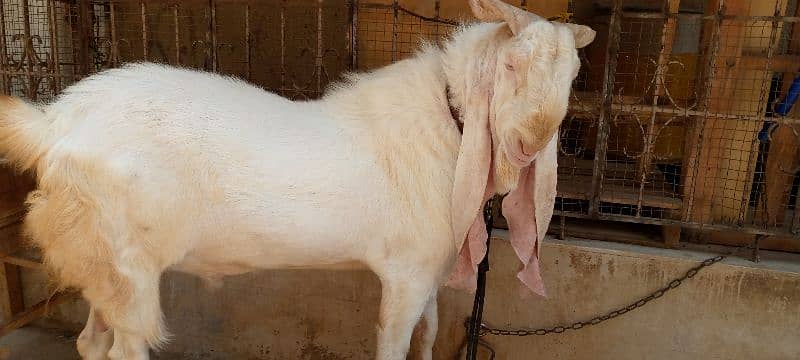 Gulabi Bakra (Goat) for sale 2