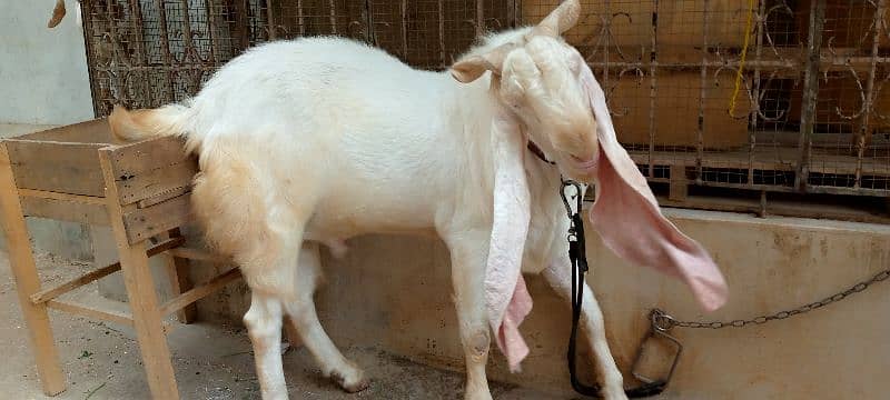 Gulabi Bakra (Goat) for sale 2