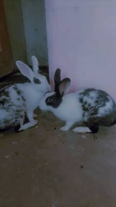 rabbit pair for sale and exchange
