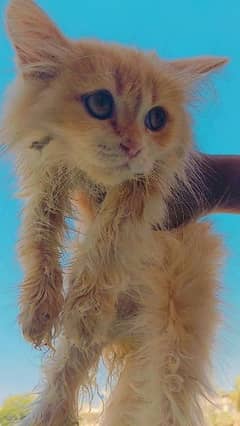 Playful  Persian cat . Triple coated