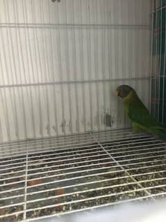 Beautiful green plum headed parrot for sale