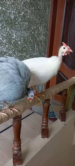 1 guinea fowl pair, age 8 months, egg laying pair.
