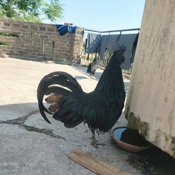 Ayam Cemani 4 Hen 1 Male For sale in Jhelum 1