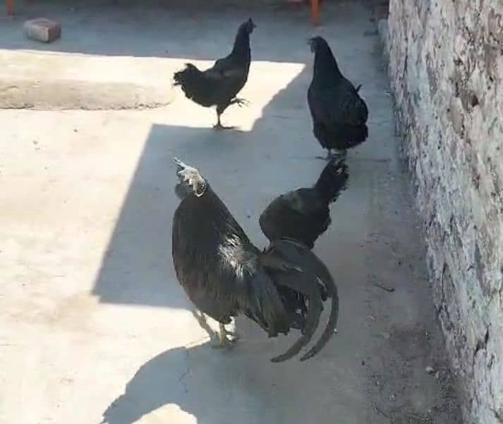Ayam Cemani 4 Hen 1 Male For sale in Jhelum 6