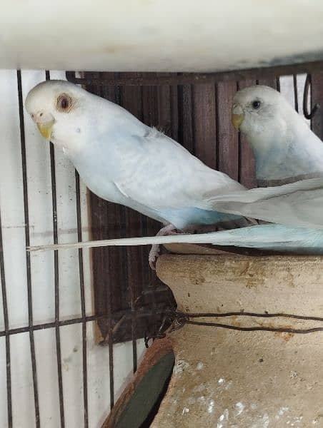 parrot pair 5