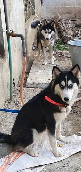 Siberian Husky pair / male and female available 1