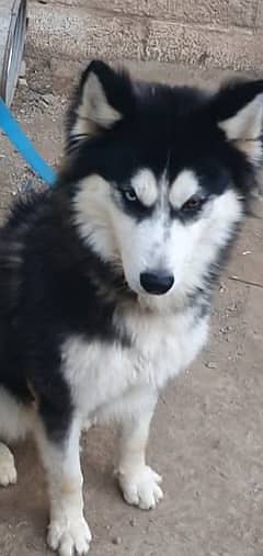 Siberian Husky pair / male and female available 2
