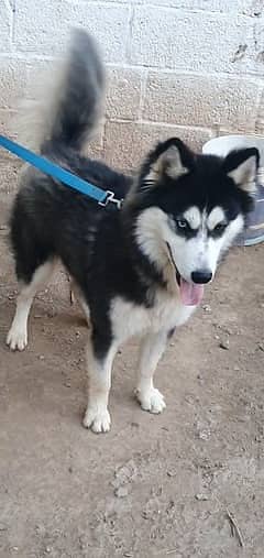 Siberian Husky pair / male and female available 3