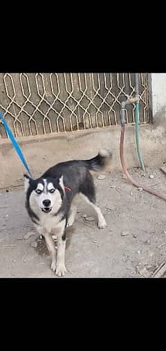 Siberian Husky pair / male and female available 5