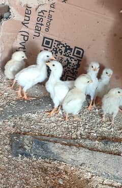 Aseel Heera chicks / Aseel chicks for sale