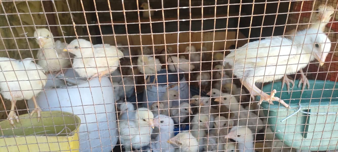 Aseel Heera chicks / Aseel chicks for sale 2