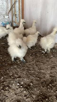 fancy chicken chicks available ( silkie , Aseel)