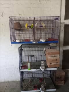 Complete setup for Sale (Love birds, Cocktails and Exhibition)