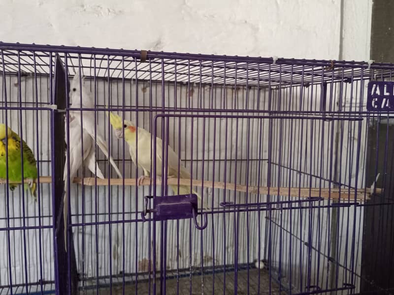 Complete setup for Sale (Love birds, Cocktails and Exhibition) 3
