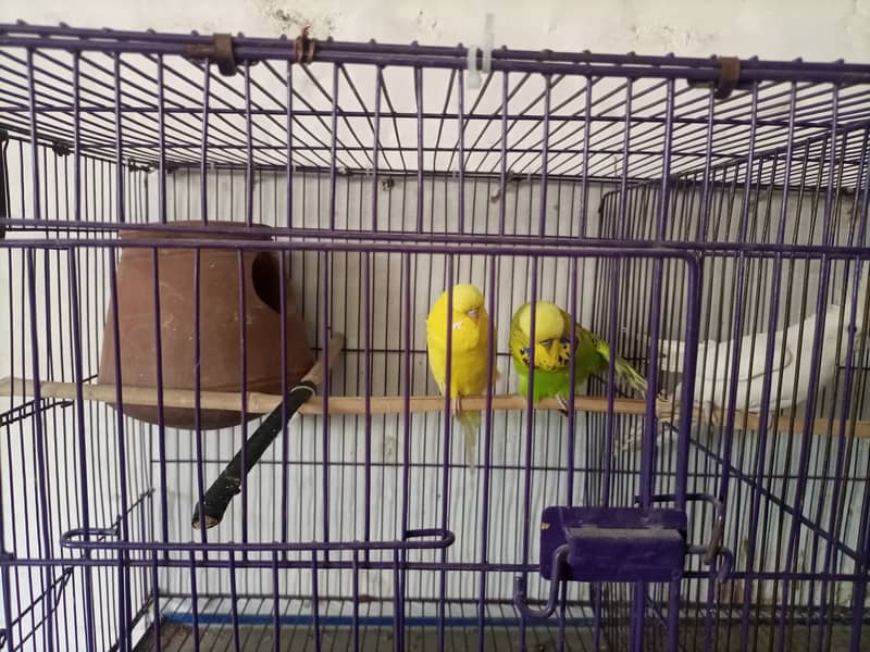 Complete setup for Sale (Love birds, Cocktails and Exhibition) 4