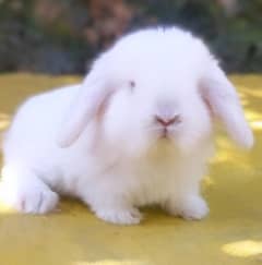 Holland lop bunnies / punch face