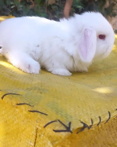 Holland lop bunnies / punch face 4