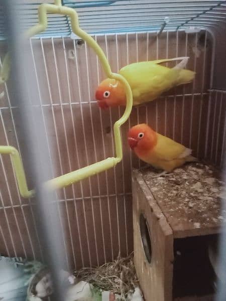 3 pair cocktail and lovebirds urgent sale 4