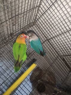 love birds 3 breeder pair