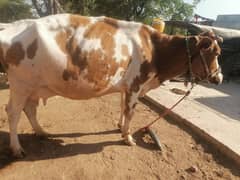 red frezian cow for sale 0