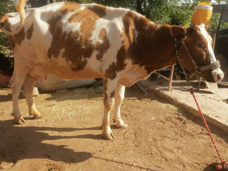red frezian cow for sale 1