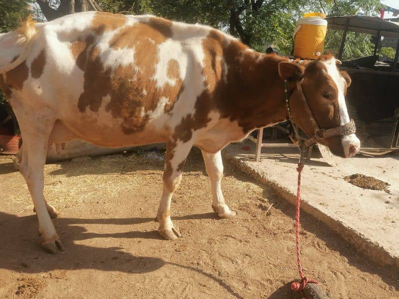 red frezian cow for sale 4