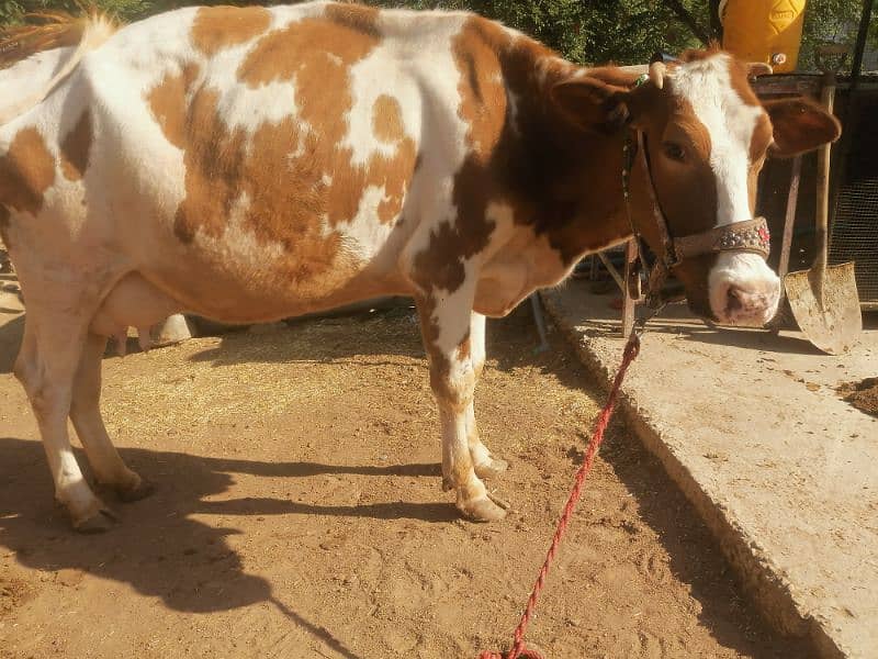 red frezian cow for sale 5