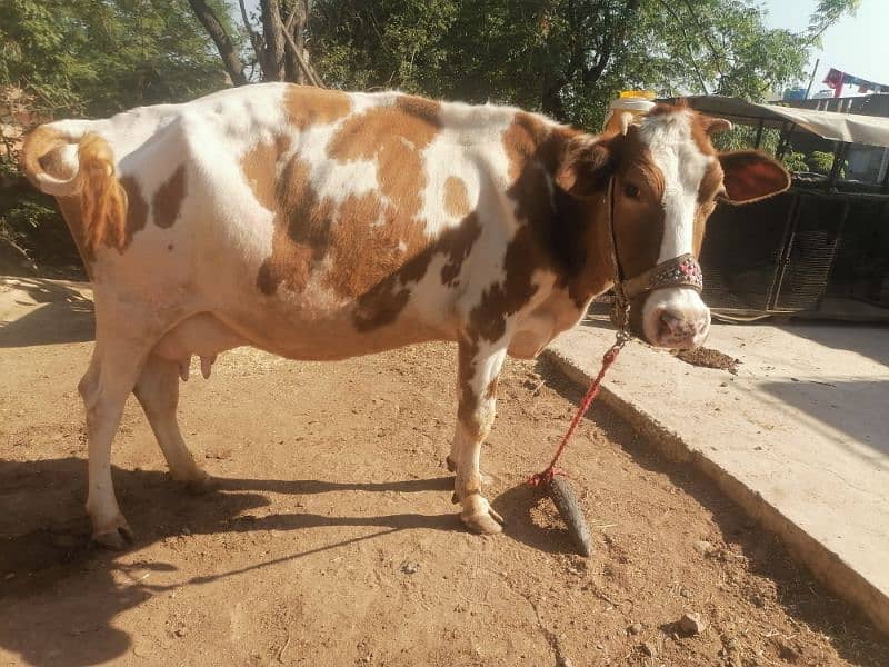 red frezian cow for sale 10