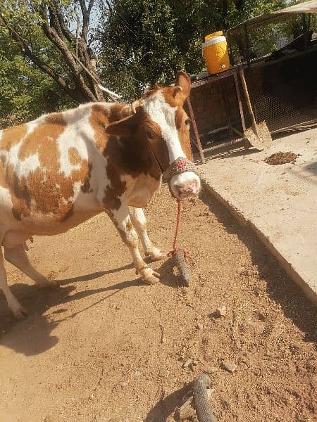 red frezian cow for sale 11