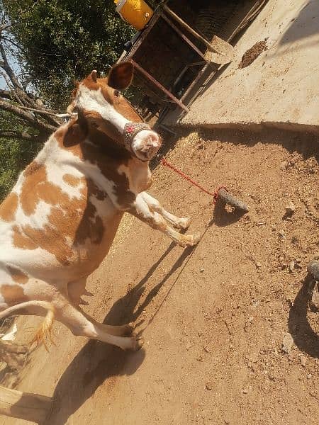 red frezian cow for sale 12