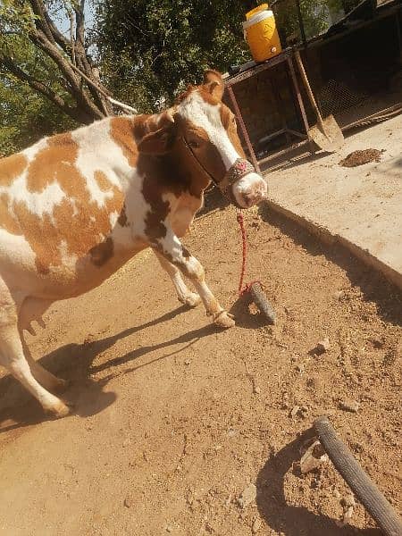 red frezian cow for sale 13