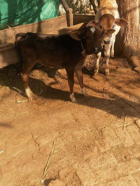 red frezian cow for sale 14