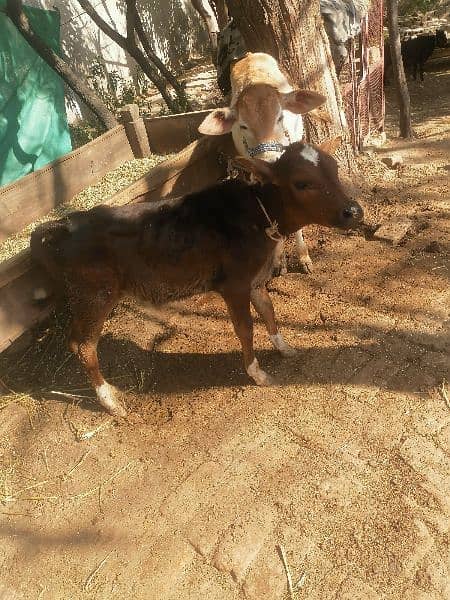 red frezian cow for sale 15