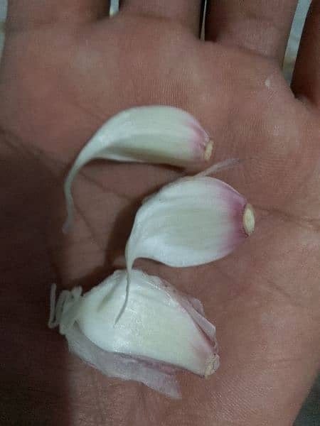 FRESH DESI LESON (Garlic) IN DOMELI 2