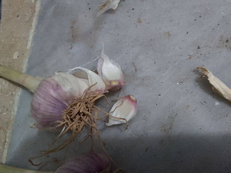 FRESH DESI LESON (Garlic) IN DOMELI 3