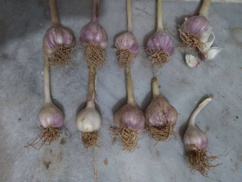 FRESH DESI LESON (Garlic) IN DOMELI 4