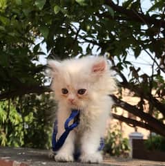 pure Persian female kitten