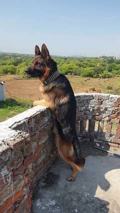 German shepherd male dog